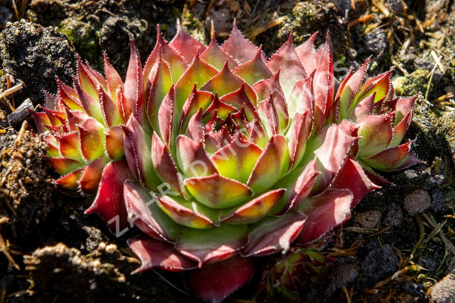 Netřesk 'Ultraturmaline' - Sempervivum 'Ultraturmaline'
