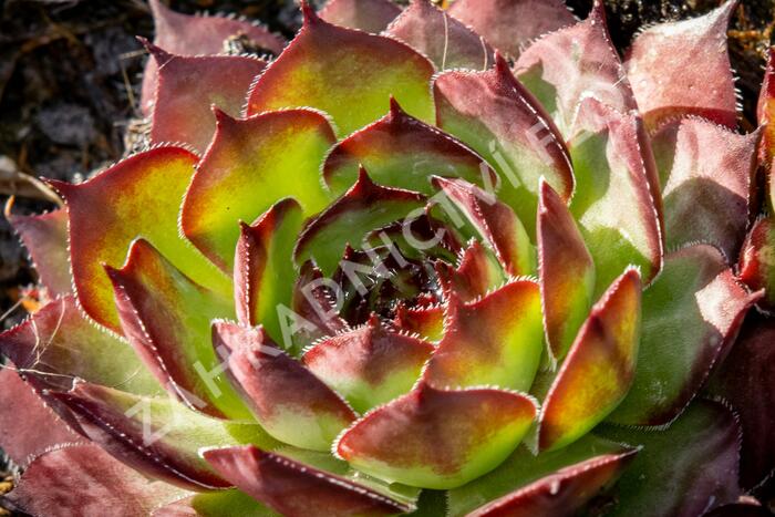 Netřesk 'Ultraturmaline' - Sempervivum 'Ultraturmaline'