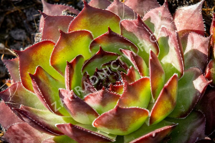 Netřesk 'Ultraturmaline' - Sempervivum 'Ultraturmaline'
