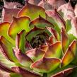 Netřesk 'Ultraturmaline' - Sempervivum 'Ultraturmaline'