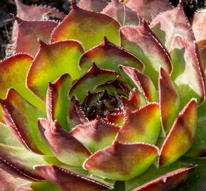 Netřesk 'Ultraturmaline' - Sempervivum 'Ultraturmaline'