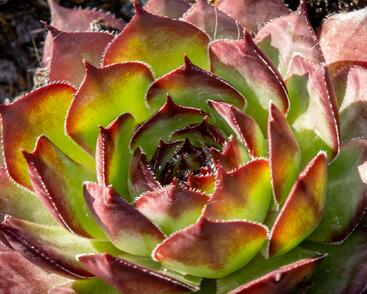 Netřesk 'Ultraturmaline'