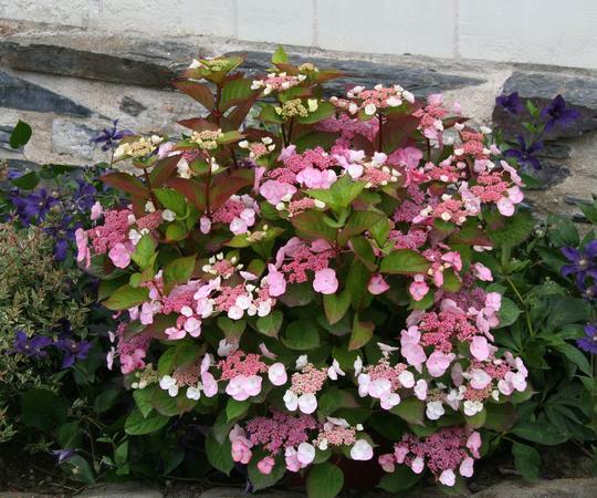 Hortenzie velkolistá Dolce 'Gipsy' - Hydrangea macrophylla Dolce 'Gipsy'