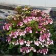 Hortenzie velkolistá Dolce 'Gipsy' - Hydrangea macrophylla Dolce 'Gipsy'