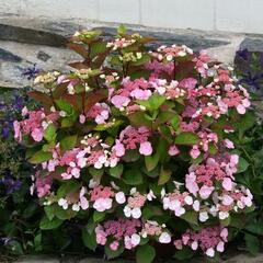 Hortenzie velkolistá Dolce 'Gipsy' - Hydrangea macrophylla Dolce 'Gipsy'
