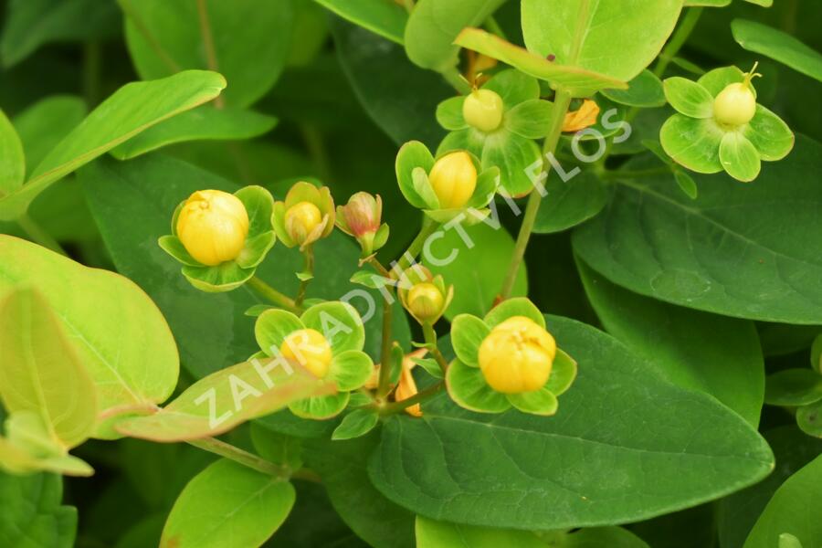 Třezalka nevonná 'Beauty' - Hypericum inodorum Magical 'Beauty'