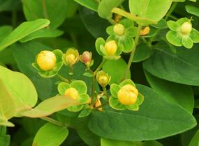 Třezalka nevonná 'Beauty' - Hypericum inodorum Magical 'Beauty'