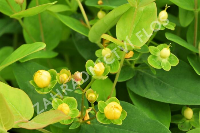 Třezalka nevonná 'Beauty' - Hypericum inodorum Magical 'Beauty'