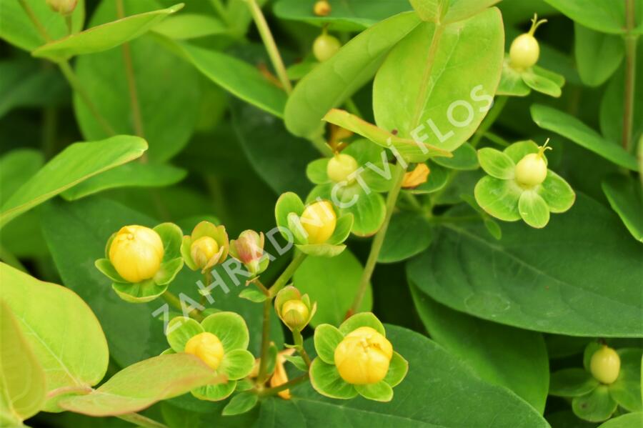Třezalka nevonná 'Beauty' - Hypericum inodorum Magical 'Beauty'