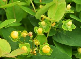 Třezalka nevonná 'Beauty' - Hypericum inodorum Magical 'Beauty'