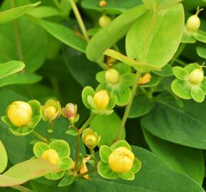 Třezalka nevonná 'Beauty' - Hypericum inodorum Magical 'Beauty'