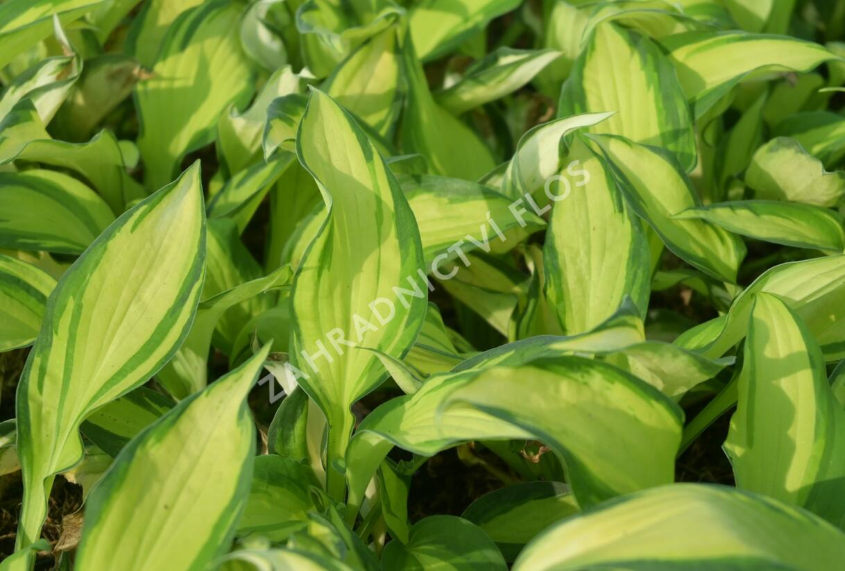 Bohyška 'Color Festival' - Hosta 'Color Festival'