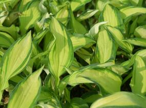 Bohyška 'Color Festival' - Hosta 'Color Festival'