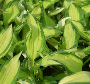 Bohyška 'Color Festival' - Hosta 'Color Festival'