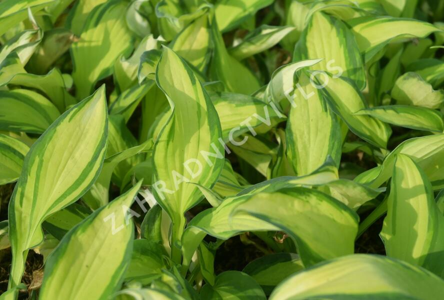 Bohyška 'Color Festival' - Hosta 'Color Festival'