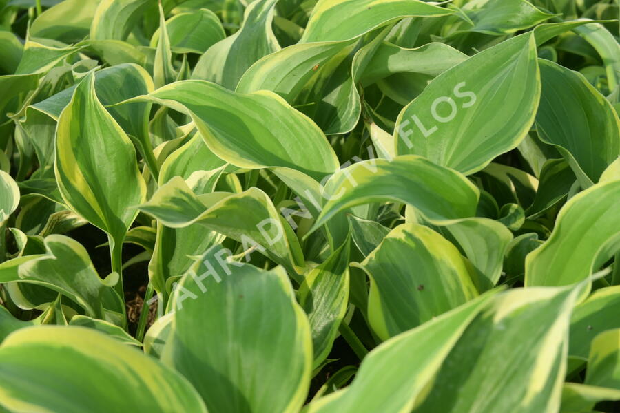 Bohyška 'Liberty' - Hosta 'Liberty'