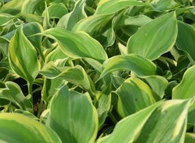 Bohyška 'Liberty' - Hosta 'Liberty'