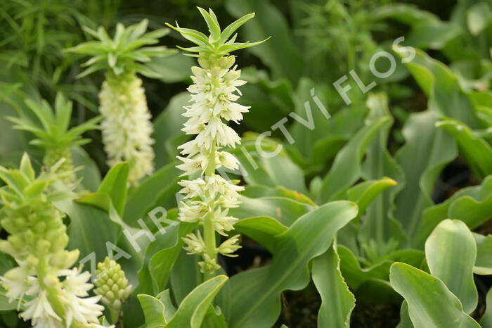 Chocholatice - Eucomis autumnalis