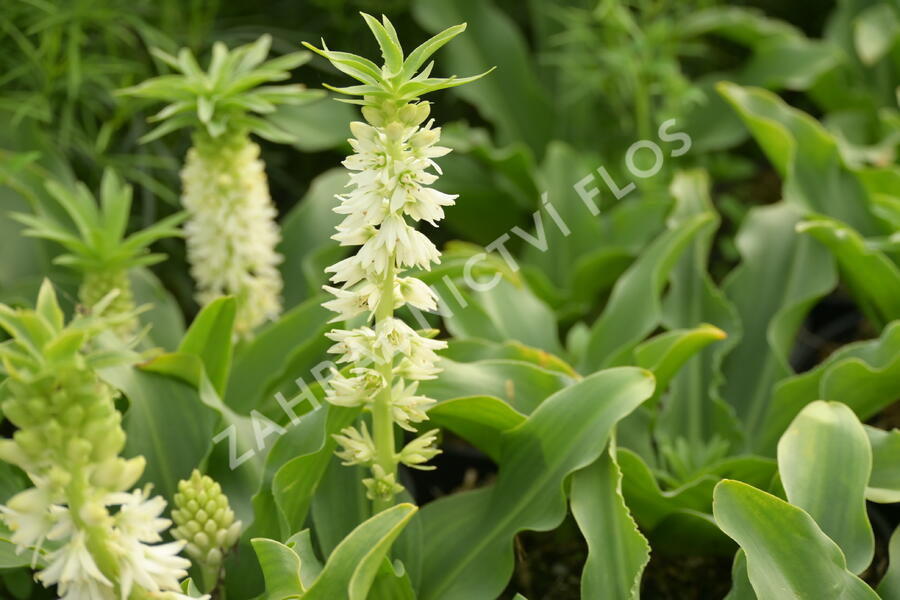 Chocholatice - Eucomis autumnalis