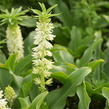 Chocholatice - Eucomis autumnalis