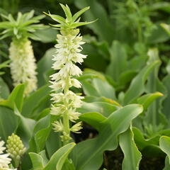 Chocholatice - Eucomis autumnalis