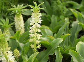Chocholatice - Eucomis autumnalis