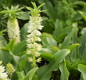 Chocholatice - Eucomis autumnalis