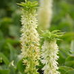 Chocholatice - Eucomis autumnalis