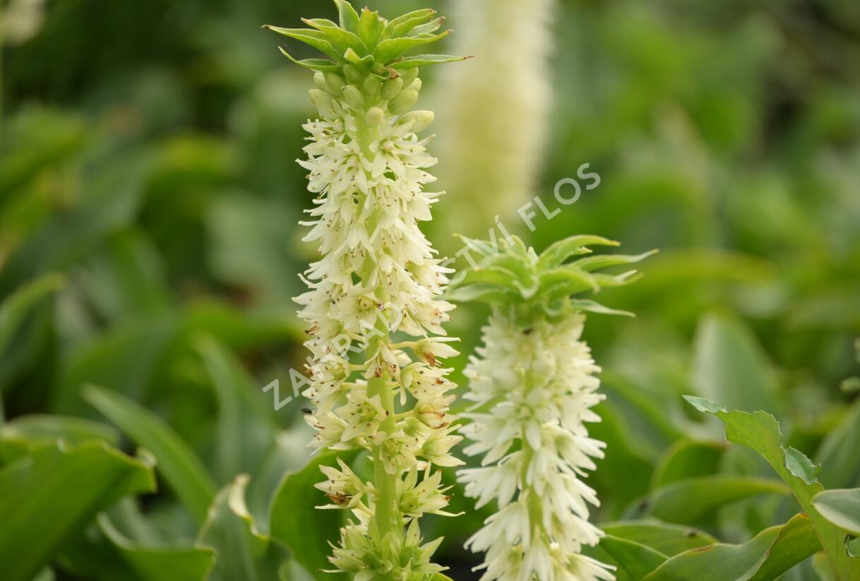 Chocholatice - Eucomis autumnalis