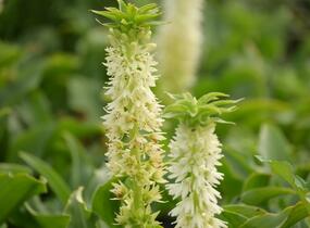 Chocholatice - Eucomis autumnalis