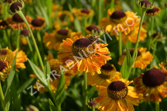 Záplevák 'UFO Carmen' - Helenium 'UFO Carmen'