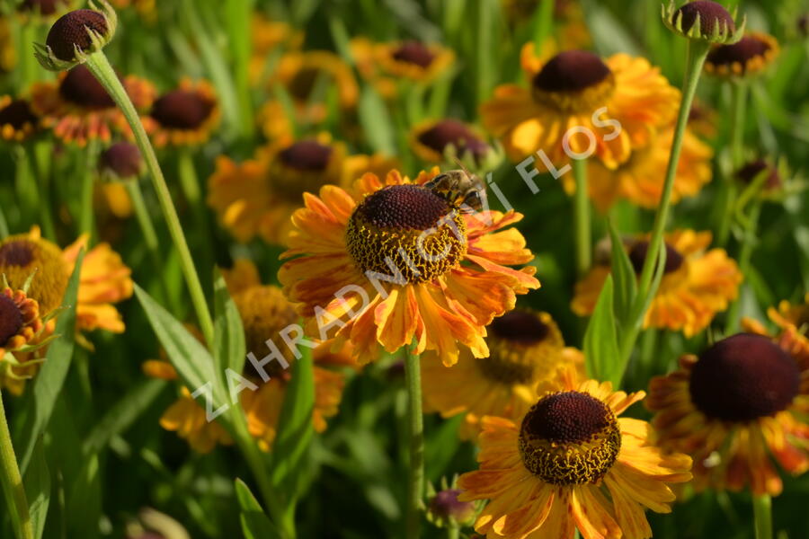 Záplevák 'UFO Carmen' - Helenium 'UFO Carmen'