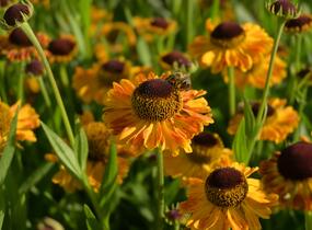 Záplevák 'UFO Carmen' - Helenium 'UFO Carmen'