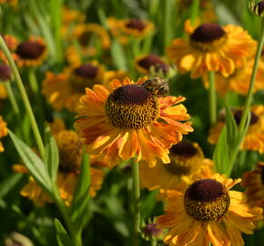 Záplevák 'UFO Carmen' - Helenium 'UFO Carmen'