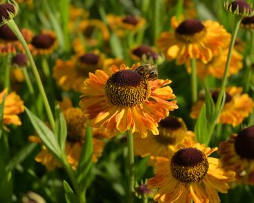 Záplevák 'UFO Carmen'