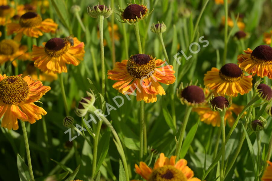 Záplevák 'UFO Carmen' - Helenium 'UFO Carmen'