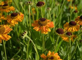 Záplevák 'UFO Carmen' - Helenium 'UFO Carmen'