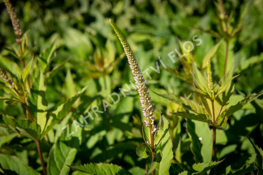 Rozrazilovec viržinský 'Adoration' - Veronicastrum virginicum 'Adoration'