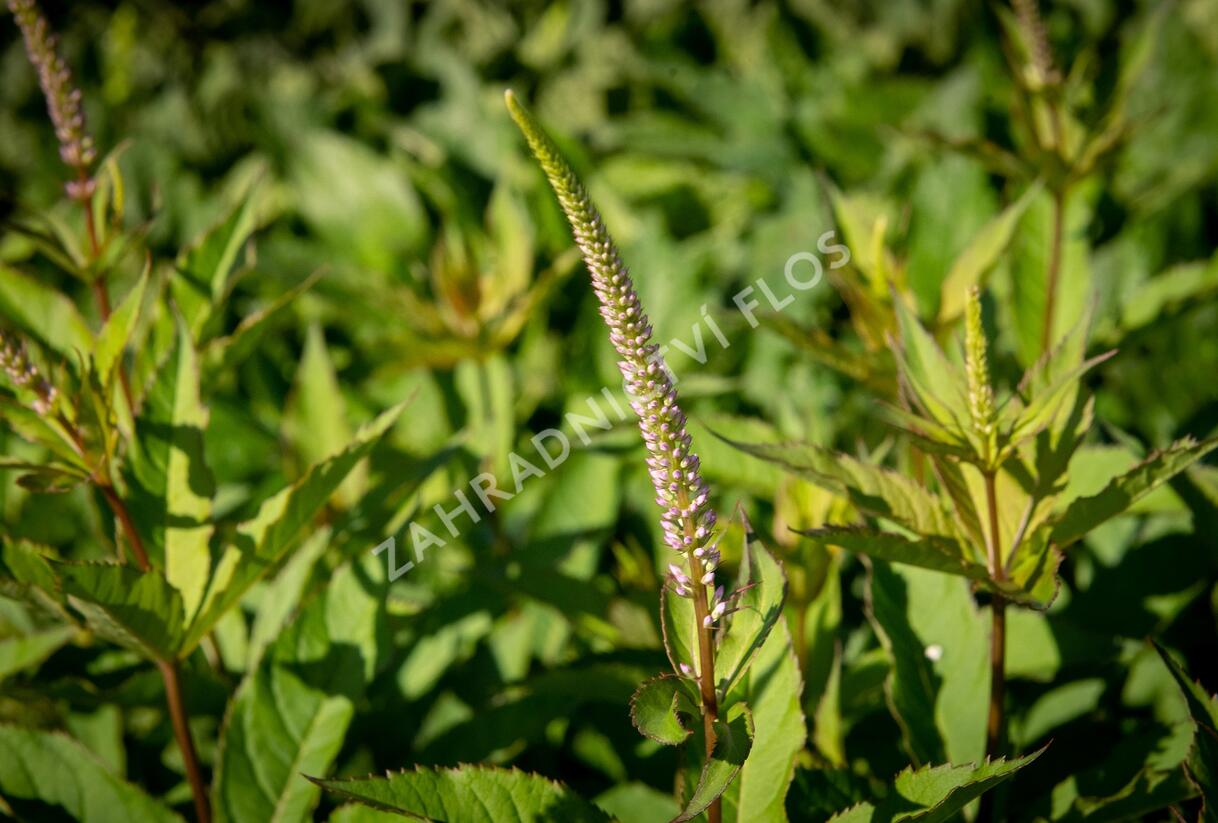 Rozrazilovec viržinský 'Adoration' - Veronicastrum virginicum 'Adoration'