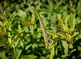Rozrazilovec viržinský 'Adoration' - Veronicastrum virginicum 'Adoration'