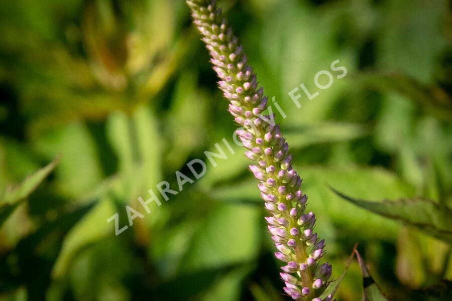 Rozrazilovec viržinský 'Adoration' - Veronicastrum virginicum 'Adoration'
