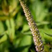 Rozrazilovec viržinský 'Adoration' - Veronicastrum virginicum 'Adoration'