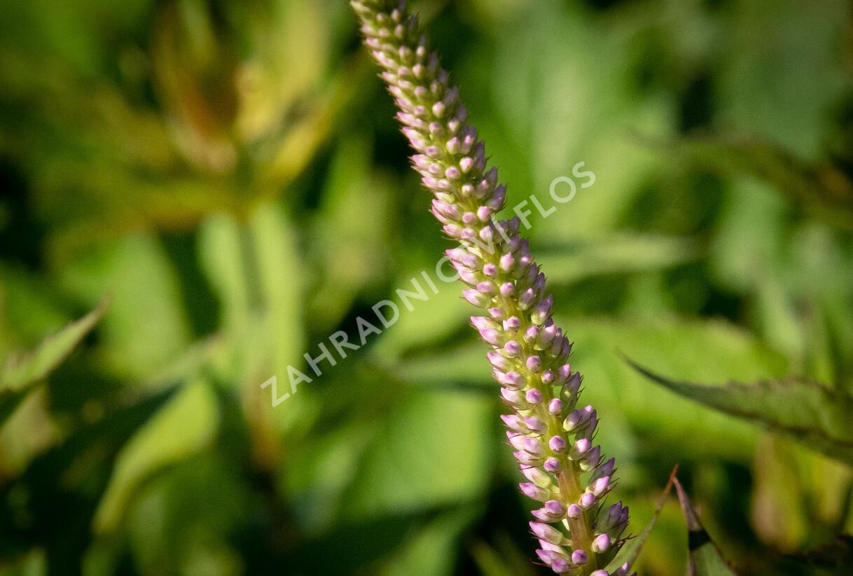 Rozrazilovec viržinský 'Adoration' - Veronicastrum virginicum 'Adoration'