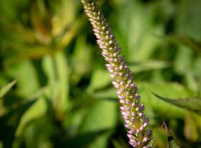 Rozrazilovec viržinský 'Adoration' - Veronicastrum virginicum 'Adoration'