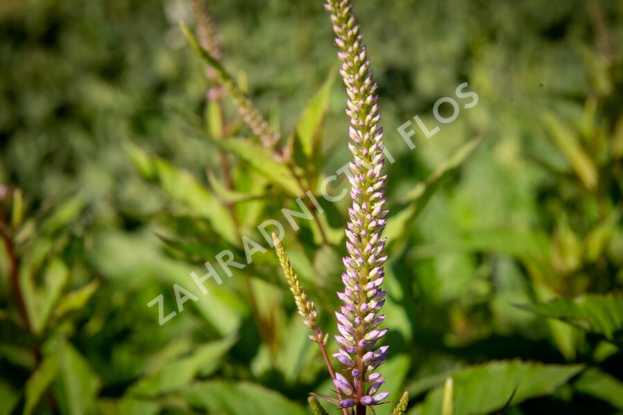 Rozrazilovec viržinský 'Adoration' - Veronicastrum virginicum 'Adoration'