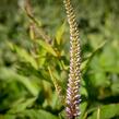 Rozrazilovec viržinský 'Adoration' - Veronicastrum virginicum 'Adoration'