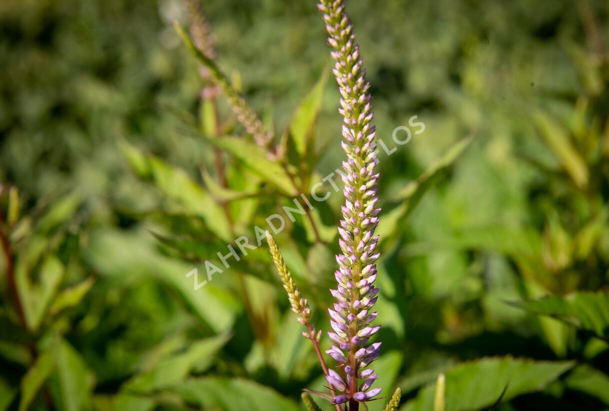 Rozrazilovec viržinský 'Adoration' - Veronicastrum virginicum 'Adoration'