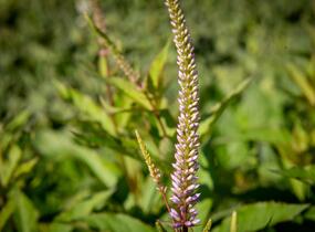 Rozrazilovec viržinský 'Adoration' - Veronicastrum virginicum 'Adoration'