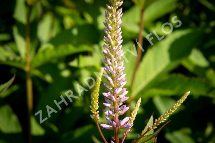 Rozrazilovec viržinský 'Adoration' - Veronicastrum virginicum 'Adoration'