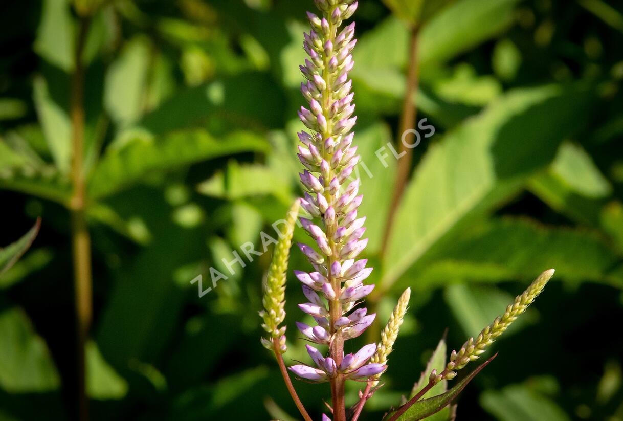 Rozrazilovec viržinský 'Adoration' - Veronicastrum virginicum 'Adoration'